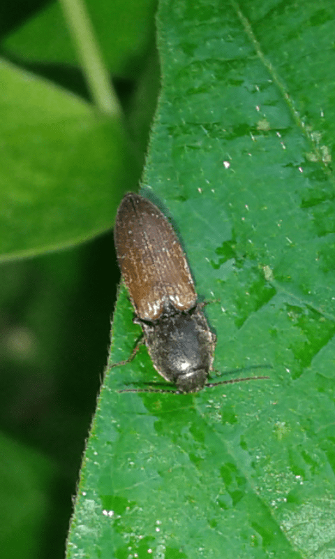 Elateridae; Agriotes sp.? Sì. Agriotes ustulatus